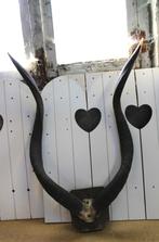 Vieux bois d'antilope. Très bon état., Enlèvement ou Envoi, Utilisé, Animal sauvage, Bois ou Tête
