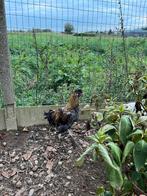 Kriel haan lente 2025, Dieren en Toebehoren