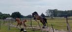 Bijna 3 jarige merrie met top papieren ..BWP, Dieren en Toebehoren, Merrie