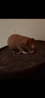 Naakt cavia rn ch teddy cavia, Enlèvement, Cage, Cobaye