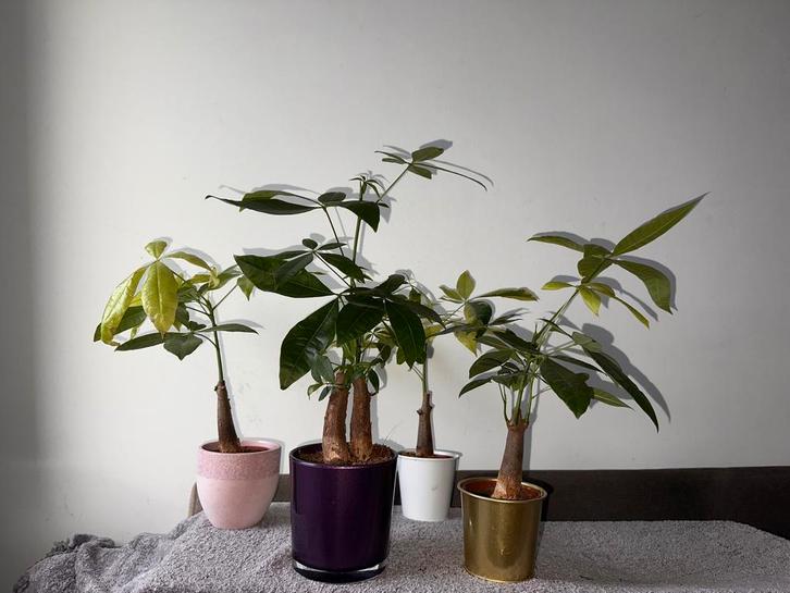 Kamerplanten Pachira 40 - 50cm hoog, Huis en Inrichting, Kamerplanten, Ophalen