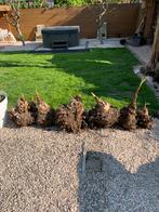 Bananenboom Musa Basjoo plantjes, Tuin en Terras, Ophalen, Overige soorten