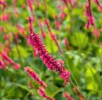 Duizendknoop rood, Tuin en Terras, Planten | Struiken en Hagen, Ophalen
