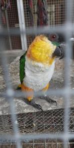 Koppel zwartkop caique, Dieren en Toebehoren, Vogels | Parkieten en Papegaaien