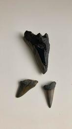 1 megalodon tand en twee haaientanden, Verzamelen, Mineralen en Fossielen, Ophalen