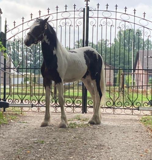 Jaarling tinker te koop, Dieren en Toebehoren, Paarden