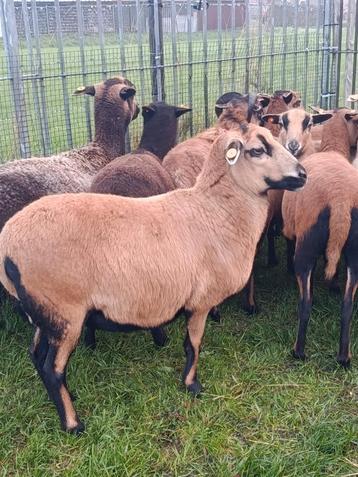 Mooie Kameroen schapen (ooien) beschikbaar voor biedingen