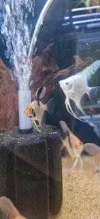 Jonge koi/Gold maanvissen, Dieren en Toebehoren, Vissen | Aquariumvissen