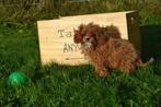 Cavapoo pups 💖💖💖 ook mini, België, 8 tot 15 weken, Meerdere, Meerdere dieren