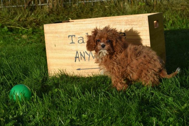 Cavapoo pups 💖💖💖 ook mini, Dieren en Toebehoren, Honden | Niet-rashonden, Middel, Meerdere dieren, Fokker | Professioneel, Meerdere
