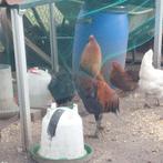 2 usa  en 3 araucana  hanen zoeken goed huis, Poule ou poulet