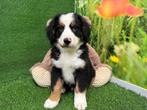 Berner Sennen pups, CDV (hondenziekte), Meerdere, 8 tot 15 weken, Sennenhond