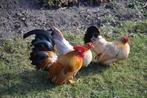 kippen, Dieren en Toebehoren