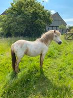 Welsh appaloosa merrie, Dieren en Toebehoren, Merrie, Zadelmak, Gechipt, 3 tot 6 jaar