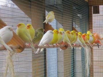 Des canaris magnifiques ! ! !