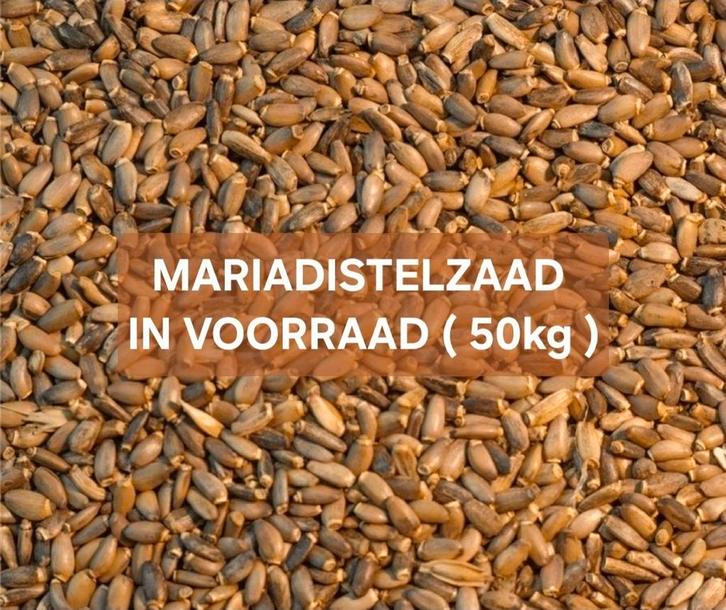 Mariadistelzaad 1kg - In Voorraad( 50kg )- Winkel en Webshop, Dieren en Toebehoren, Vogels | Toebehoren, Ophalen