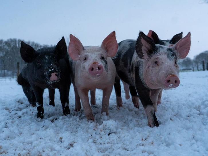 Buitenvarkens en biggen aangeboden!, Dieren en Toebehoren, Schapen, Geiten en Varkens, Varken, Meerdere dieren, 0 tot 2 jaar