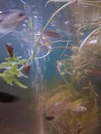 Aquarium slakjes, Animaux & Accessoires, Poissons | Poissons d'aquarium