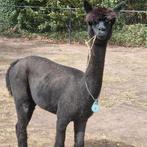 Alpaca hengsten jonge raszuiver  2 zwarte, Oktober, Mannelijk