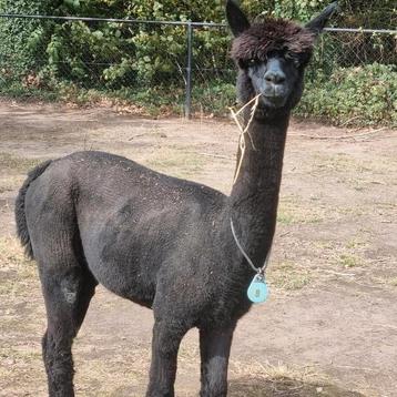 Alpaca hengsten jonge raszuiver  2 zwarte  beschikbaar voor biedingen