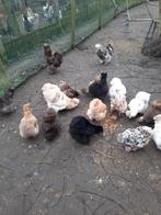 Broedeieren zijdehoentjes, Dieren en Toebehoren, Pluimvee