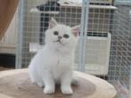 kittens brits korthaar, Dieren en Toebehoren, Kater, Gechipt, 0 tot 2 jaar