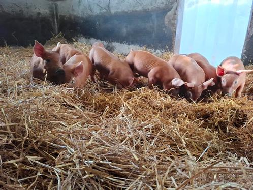 Biggen van onze buitenvarkens te koop!, Dieren en Toebehoren, Schapen, Geiten en Varkens, Varken, 0 tot 2 jaar