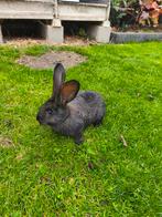 Vlamese Reus, Dieren en Toebehoren, Groot