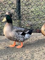 Mooi koppel kuifeenden, Dieren en Toebehoren, Pluimvee