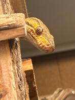 recherche femelle corallus hortulanus /boa des maisons, Dieren en Toebehoren, Reptielen en Amfibieën, Slang