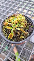Verschillende soorten vleesetende planten, Tuin en Terras, Ophalen
