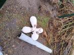 Konijnen, Dieren en Toebehoren, Konijnen, Geslacht onbekend