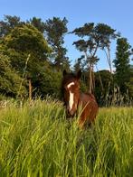 Welsh C, Dieren en Toebehoren, Hengst