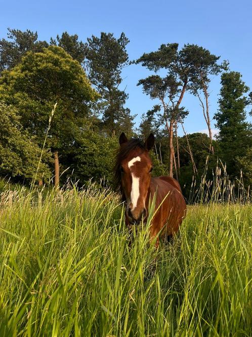 Welsh C, Dieren en Toebehoren, Pony's, Hengst