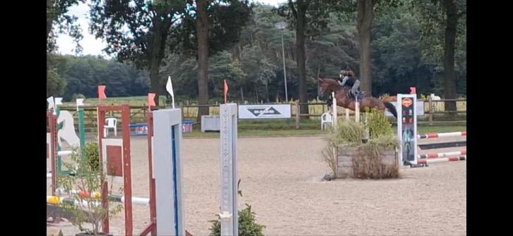 Talentvol allrounder (springgefokt), Dieren en Toebehoren, Paarden, Ruin, Niet van toepassing, 175 cm of meer, 3 tot 6 jaar, Springpaard