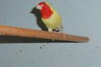 1-1 lutino roodkop papegaai amadines, Dieren en Toebehoren, Meerdere dieren, Tropenvogel, Geringd