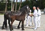 Fries merrieveulen 2e premie friese merrie., Dieren en Toebehoren, Paarden, Merrie, Gechipt, Niet van toepassing, Dressuurpaard