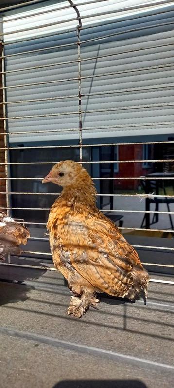 4 kuikens 1,5 maand oud beschikbaar voor biedingen