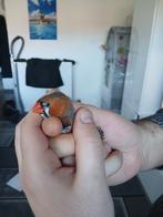 Nog 4 koppel zebravinken groot soort gezond, Dieren en Toebehoren