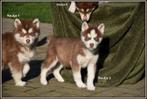 Prachtige bruine Siberische Husky pups, Dieren en Toebehoren, België, CDV (hondenziekte), 8 tot 15 weken, Poolhond