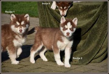 Prachtige bruine Siberische Husky pups  beschikbaar voor biedingen