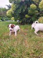 Speelse jack Russell pups, Dieren en Toebehoren, Honden | Jack Russells en Terriërs, België, Fokker | Hobbymatig, Jack Russell Terriër