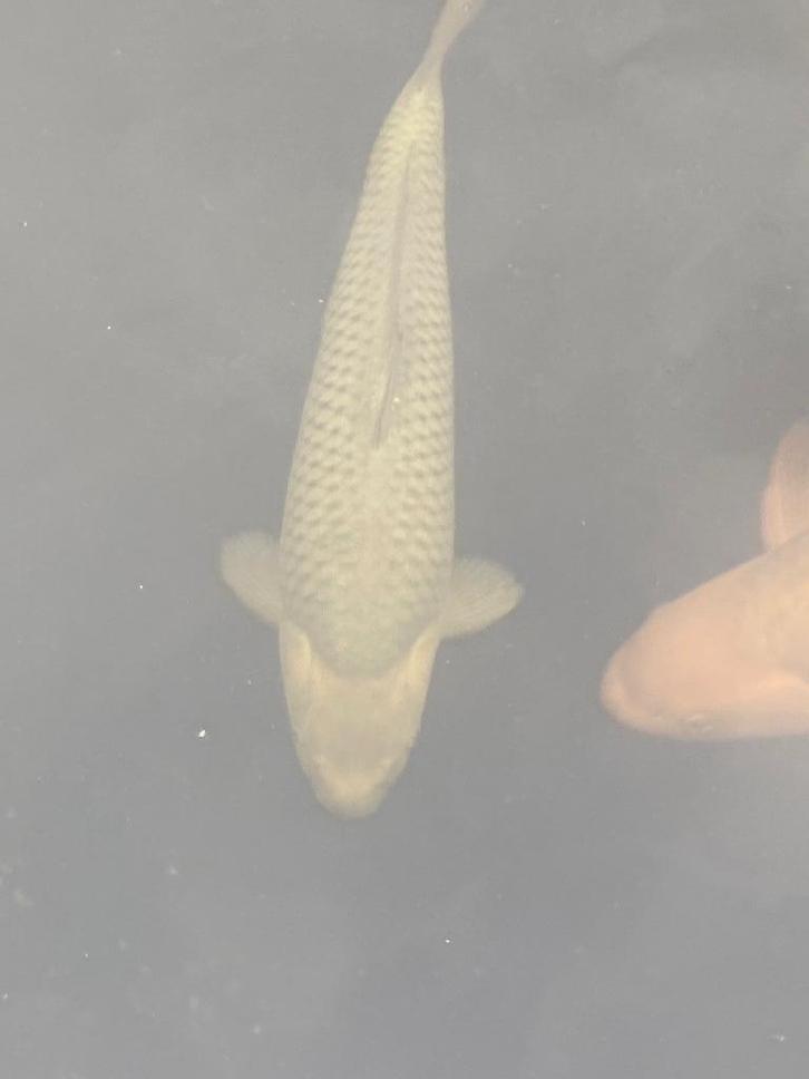 Soragoi 45cm, Dieren en Toebehoren, Vissen | Vijvervissen, Karper of Koi