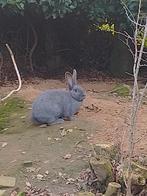 Vlaamse reus, Dieren en Toebehoren, Konijnen