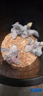 Regenboog grasparkieten, Dieren en Toebehoren, Vogels | Parkieten en Papegaaien