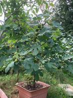 vijgenbomen Ficus carica 1.2m hoog, ook vijgen te koop, Tuin en Terras, Ophalen of Verzenden, In pot