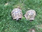 Op zoek naar een mannelijke griekse helmschildpad, Dieren en Toebehoren, Reptielen en Amfibieën, Schildpad