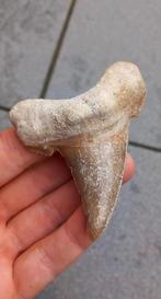 Grote Otodus Sokolovi haaientand fossiel, Verzamelen, Mineralen en Fossielen, Ophalen of Verzenden, Fossiel