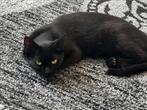 Kort zwart haar heel lieve kat. Bel 0487284292, Dieren en Toebehoren, Katten-accessoires, Ophalen of Verzenden