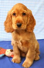 Supermooie Engelse cocker pup!, Dieren en Toebehoren, 15 weken tot 1 jaar, Reu, Buitenland, CDV (hondenziekte)